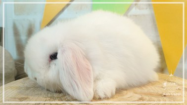 うさぎ様pomppiaポンピアブルー/Mサイズラウンドショルダー牛革キ うさぎ様pomppiaポンピアブルー/Mサイズラウンドショルダー牛革